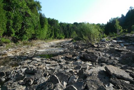 Le saumon monte et l’eau baisse dans la Jacques-Cartier