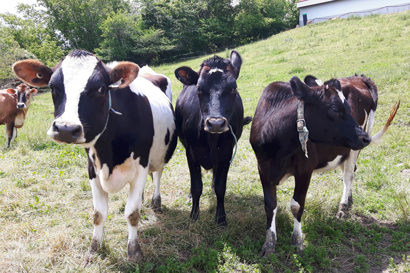 L’émission La Voie agricole est de retour