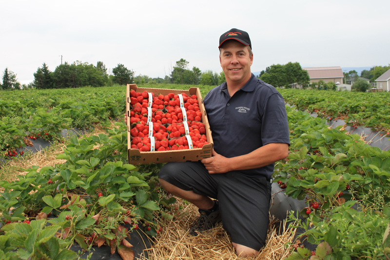 Bonne saison des fraises malgré la sécheresse