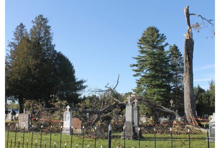 La fin pour un vieil arbre