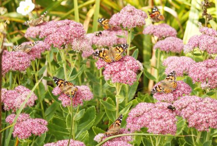 Quel est ce papillon? Une belle dame!