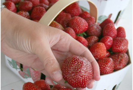 Une saison des fraises qui s’annonce bonne