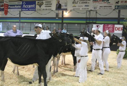 La Ferme Drolet a présenté la vache de l’année