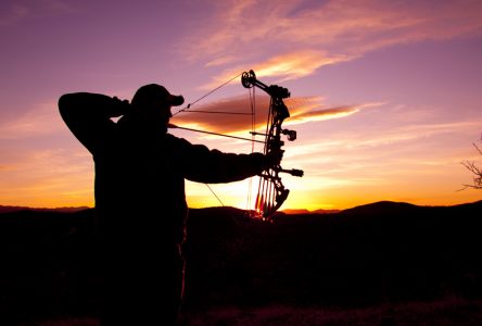 Bilan de la chasse au cerf de Virginie dans Portneuf