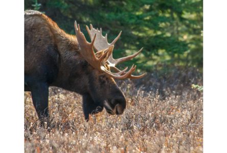 Grève annoncée à la Réserve faunique de Portneuf