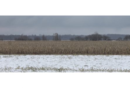 Récoltes dans Portneuf: hiver pas si hâtif, mais la pluie a nui