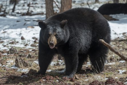 Dindon et ours: enregistrement du gibier en ligne