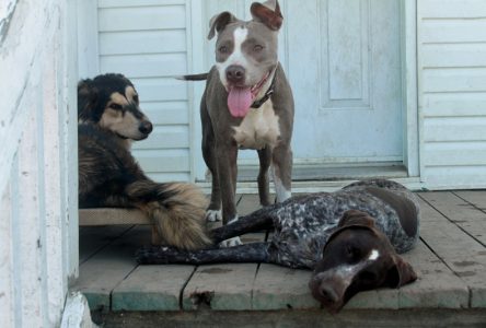 Déficiences dans le contrôle des chiens dangereux