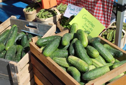 Un premier marché public à Saint-Augustin