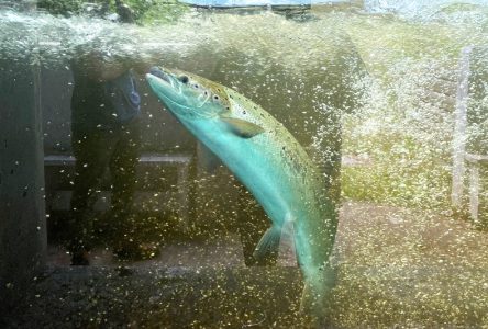 Les saumons sont au rendez-vous dans la Jacques-Cartier