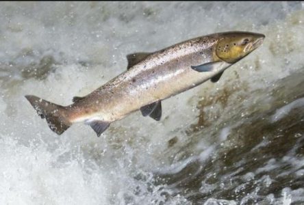 Restauration de l’habitat du saumon dans le Bassin de la Jacques-Cartier