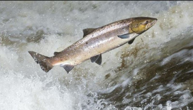 Restauration de l’habitat du saumon dans le Bassin de la Jacques-Cartier