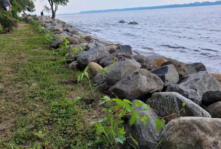  La végétalisation des rives se poursuit à Sainte-Anne-de-la-Pérade