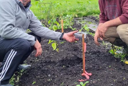 Un jardin collectif à Donnacona