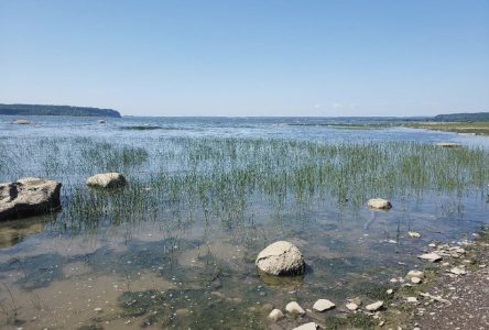 Le Comité ZIP Les Deux Rives s’attaque à la conservation des habitats fauniques riverains dans l’Ouest de Portneuf