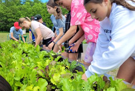 L’agroalimentaire au cœur de l’apprentissage à l’école du Goéland