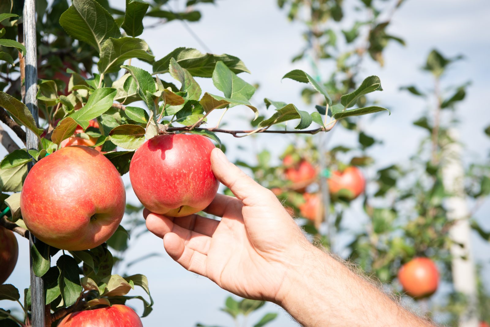 La saison des pommes est débutée pour amoureux de l’autocueillette