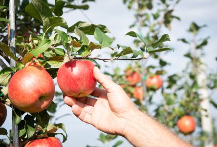 La saison des pommes est débutée pour amoureux de l’autocueillette